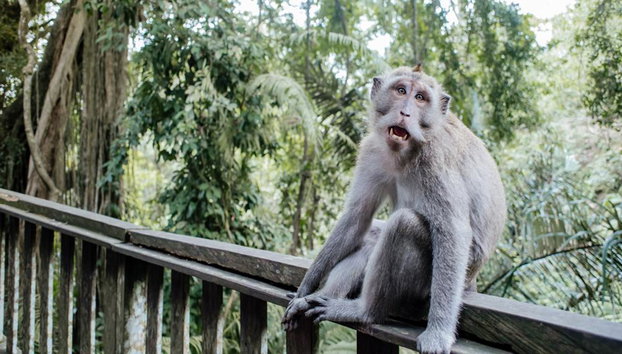 Tour de dia inteiro de quadriciclo e floresta dos macacos com almoço - Foto 5